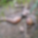 Em estado cadavérico corpo é encontrado no Amazonas