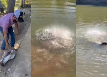 Vídeo: Piranhas e jacarés devoram cabeça de boi em segundos