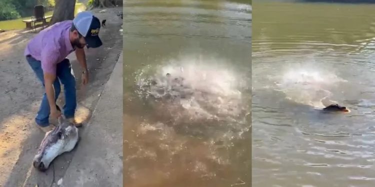 Vídeo: Piranhas e jacarés devoram cabeça de boi em segundos
