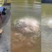Vídeo: Piranhas e jacarés devoram cabeça de boi em segundos