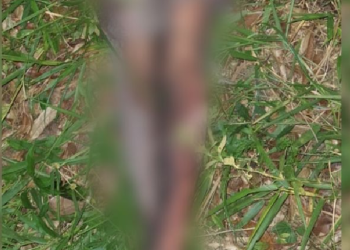 Homem é espancado, torturado e encontrado por moradores em rua no Tarumã