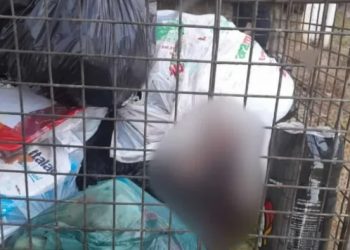 Moradores saem para jogar o lixo dão de cara com urubus comendo carcaça de bebê