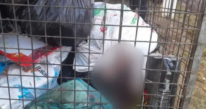 Moradores saem para jogar o lixo dão de cara com urubus comendo carcaça de bebê