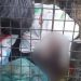 Moradores saem para jogar o lixo dão de cara com urubus comendo carcaça de bebê