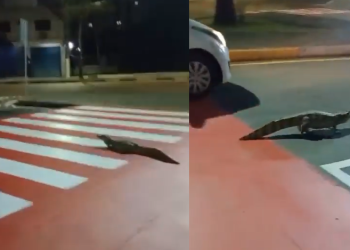 Vídeo: Jacaré resolve dar ‘voltinha’ em frente ao shopping Millennium