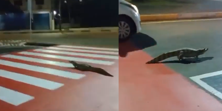 Vídeo: Jacaré resolve dar ‘voltinha’ em frente ao shopping Millennium