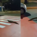 Vídeo: Jacaré resolve dar ‘voltinha’ em frente ao shopping Millennium