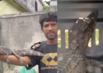 Vídeo: Alegando fome, homem aparece vendendo filhote de jacaré no bairro Alvorada