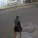 Jovem escapa da morte em Manacapuru após ser agredido a pauladas