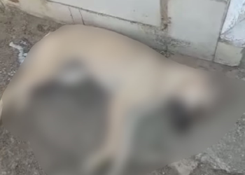 Após suposta ameaça de servidora do cemitério, cachorro aparece morto no São João Batista