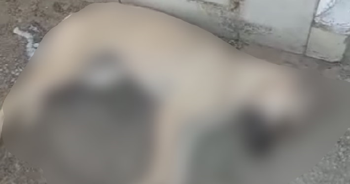 Após suposta ameaça de servidora do cemitério, cachorro aparece morto no São João Batista
