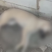 Após suposta ameaça de servidora do cemitério, cachorro aparece morto no São João Batista