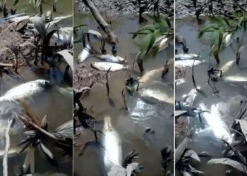 ​Centenas de peixes são encontrados mortos em igarapé e moradores acusam prefeito de crime ambiental