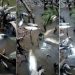 ​Centenas de peixes são encontrados mortos em igarapé e moradores acusam prefeito de crime ambiental