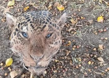 Homem é preso por decapitar onças-pintadas para fazer cozidão e alimentar cachorros