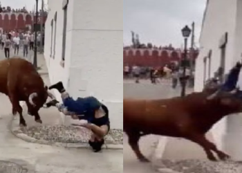 Distraída no celular, mulher é atacada por touro e arrastada pelo chão com os chifres dele; veja
