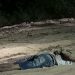 Amarrado, homem é desovado na ZL por carro preto com quatro assassinos