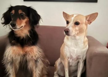 Latam é condenada a pagar R$ 10 mil a passageira de Manaus por negar transporte de 3 cães dela para Portugal