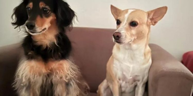 Latam é condenada a pagar R$ 10 mil a passageira de Manaus por negar transporte de 3 cães dela para Portugal