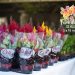 Feira de Flores de Holambra chega a Manaus com uma explosão de cores e encantos