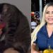 Advogada que filmou amiga dando vodca para gato é demitida do Governo do Amazonas