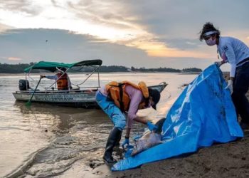 Lago superaquecido do Amazonas mata mais de 100 botos de uma vez