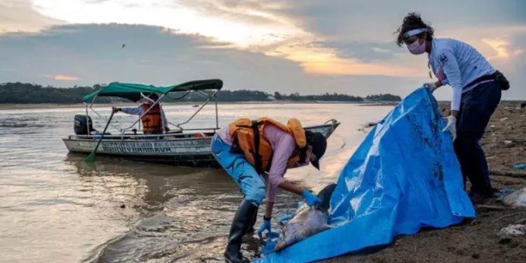 Lago superaquecido do Amazonas mata mais de 100 botos de uma vez