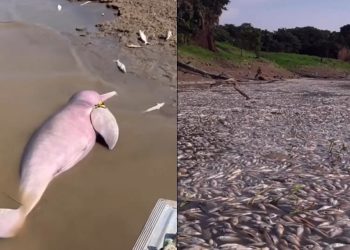 Vídeo de tristeza: estiagem no Amazonas mata botos, peixes e cria cenário desolador