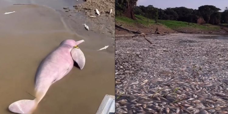 Vídeo de tristeza: estiagem no Amazonas mata botos, peixes e cria cenário desolador