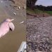 Vídeo de tristeza: estiagem no Amazonas mata botos, peixes e cria cenário desolador