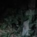 Vulgo ‘Chico’ é acertado com 10 tiros e encontrado morto em terreno baldio em Manaus
