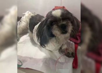 Pitbulls arrancam patas de cadela após fugirem de casa: “…cachorro não largava”