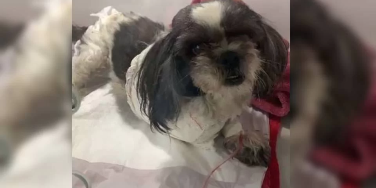 Pitbulls arrancam patas de cadela após fugirem de casa: “…cachorro não largava”