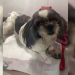 Pitbulls arrancam patas de cadela após fugirem de casa: “…cachorro não largava”