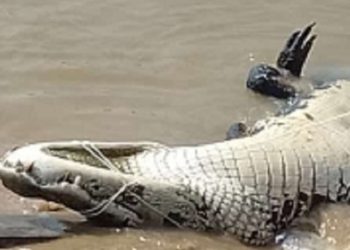 Jacaré com mais de três metros tenta decepar perna de pescador no Amazonas