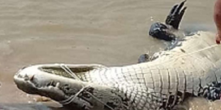 Jacaré com mais de três metros tenta decepar perna de pescador no Amazonas