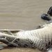 Jacaré com mais de três metros tenta decepar perna de pescador no Amazonas