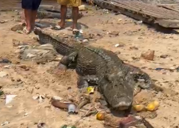 Vídeos: Com a vazante acelerada, jacaré maceta fica atolado no Porto da Manaus Moderna