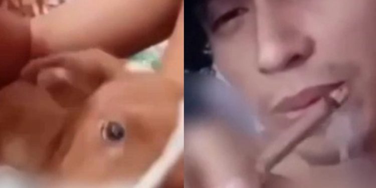 Vídeo mostra maconheiro assoprando fumaça da maconha na boca de cachorro em Manaus