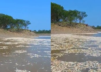 Vídeo: vazante crítica em Manacapuru mata peixes por falta de oxigênio no Solimões
