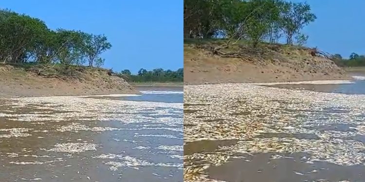 Vídeo: vazante crítica em Manacapuru mata peixes por falta de oxigênio no Solimões