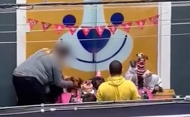 Vídeo: funcionários de pet shop são flagrados batendo em cachorros e causam revolta nas redes