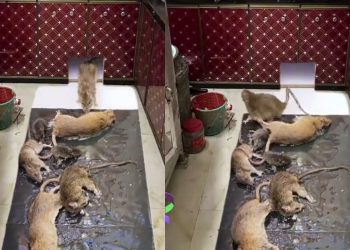 Vídeo de cozinha coberta por ratos gigantes viraliza nas redes sociais