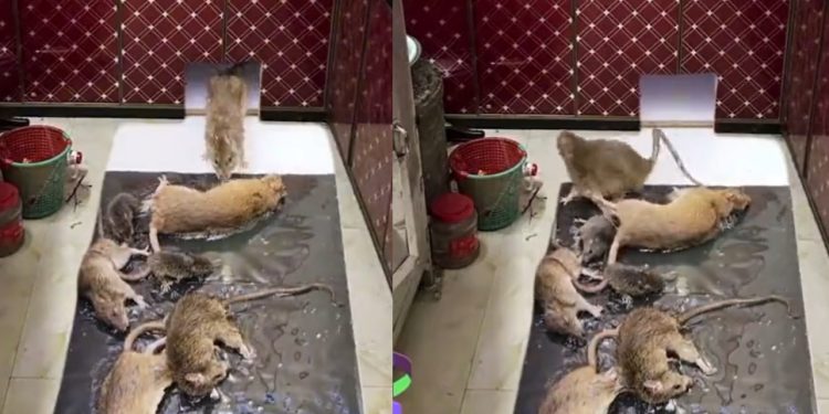 Vídeo de cozinha coberta por ratos gigantes viraliza nas redes sociais