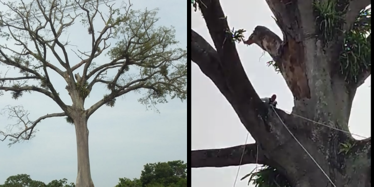 Em meio às queimadas, samaumeira centenária é derrubada no Amazonas; veja vídeo