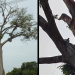 ​Em meio às queimadas, samaumeira centenária é derrubada no Amazonas; veja vídeo