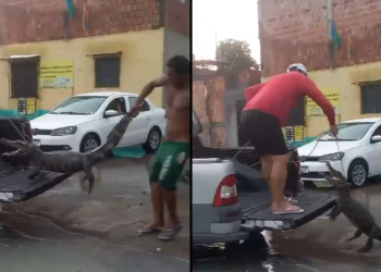 Chuva alaga casas e jacarés surgem em bairro de Manaus