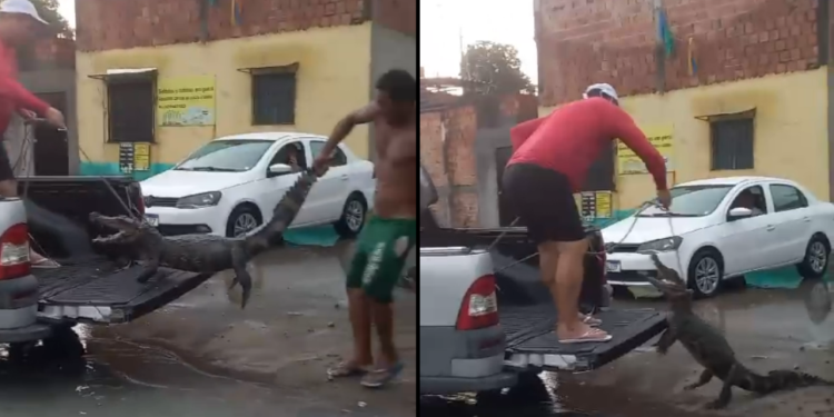 Chuva alaga casas e jacarés surgem em bairro de Manaus