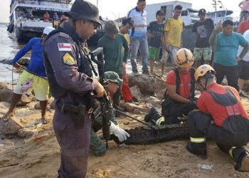 ‘Jason’, jacaré da Manaus Moderna é resgatado e levado para zoo de Manaus