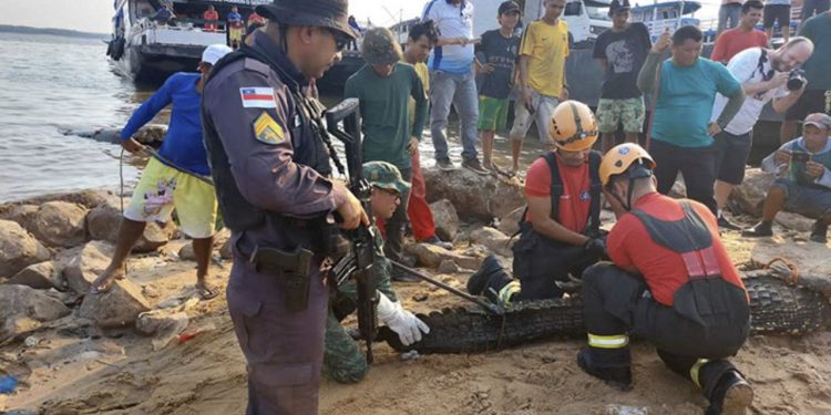 ‘Jason’, jacaré da Manaus Moderna é resgatado e levado para zoo de Manaus